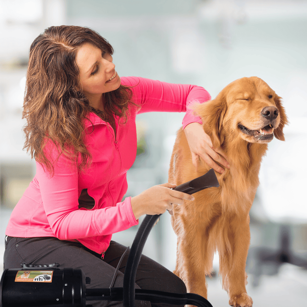 Pet grooming blow dryer online