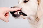 dog teeth plaque remover ultrasonic dental scaler low noise dog tartar teeth electric cleaner 2500mah battery