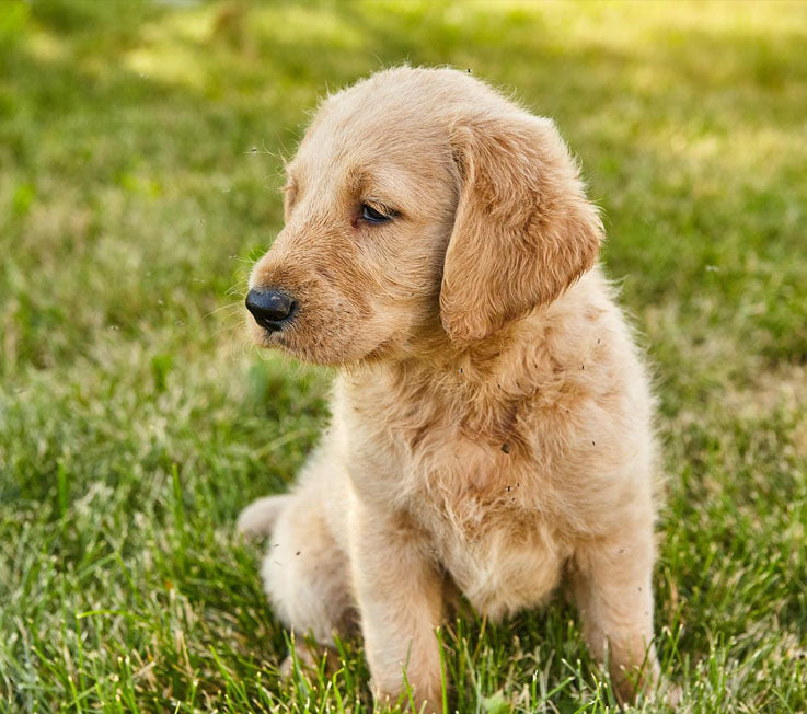 Sporting Dogs: The Ultimate Companions for an Active Lifestyle