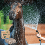 horse shampoo handmade with neem oil for dogs horses