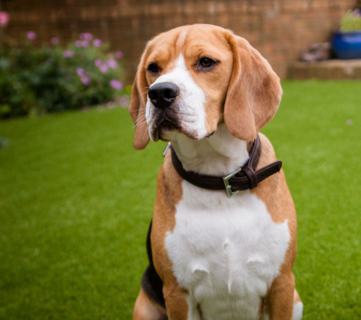 Young beagle dog