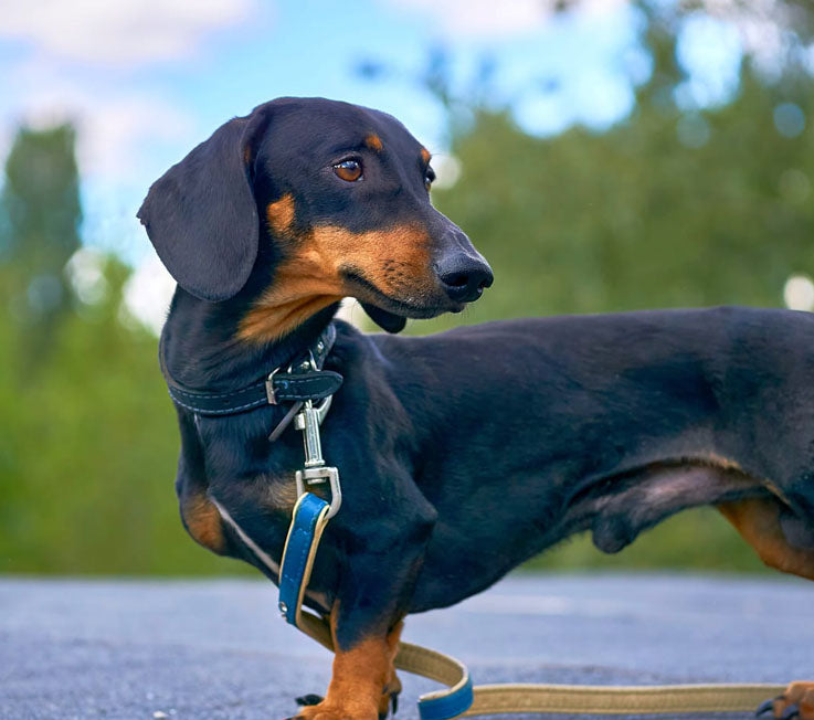 Hounds: Understanding the Unique Charm and Characteristics of This Lov –  Pet Control HQ
