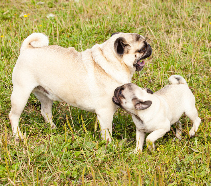Non Inbread Pug Non-Sporting Dogs: Multi-Faceted Canine Companions