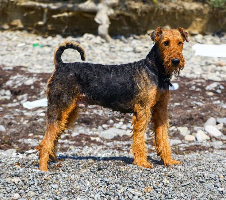 Purebred Airedale terrier