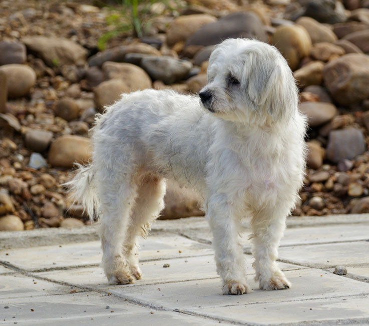 Maltese terrier