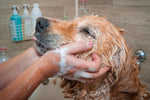 dog shampoo conditioner