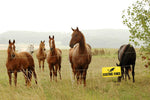 electric fence warning signs pack of 5