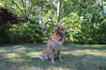 pet control hq replacement collar strap for deluxe electric dog fence system