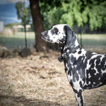 waterproof rechargeable electric dog fence