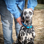 combo electric dog fence remote training collar