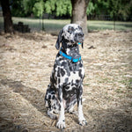 combo electric dog fence remote training collar