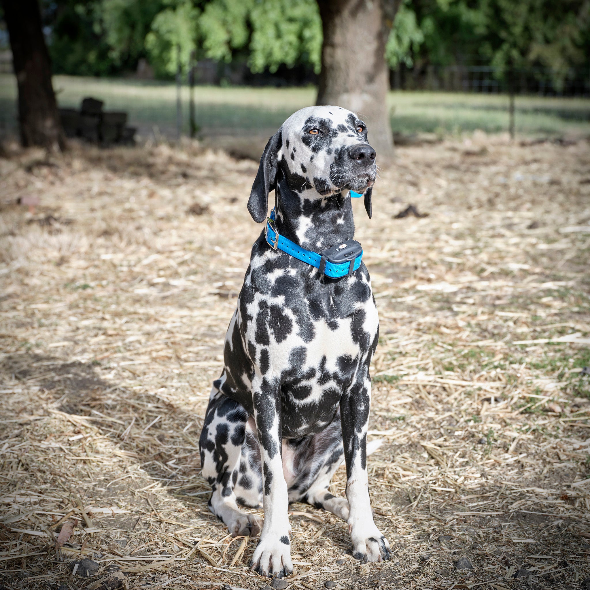 Waterproof Rechargeable Electric Dog Fence Heavy Duty Wire