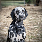 waterproof rechargeable electric dog fence system