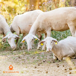 new 350w electric sheep shearing clippers shears
