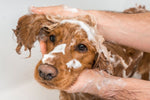 dog shampoo conditioner