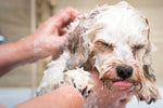 dog shampoo conditioner