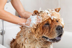 dog shampoo conditioner