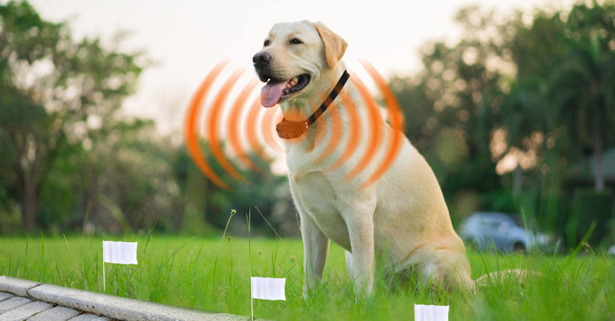 Invisible Fence for Dogs – Most Effective Wireless Dog Fences