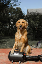 2800w professional dog grooming hairdryer blower
