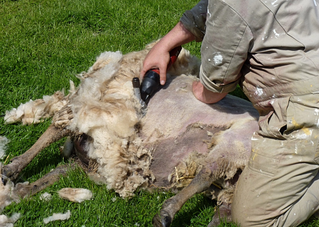 Pro Electric Sheep Shearing Clippers - 350W Shears – Pet Control HQ