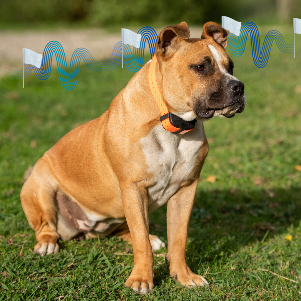 Dog boundary shop wire