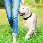 extra shock collar with led nightlight for remote dog trainer