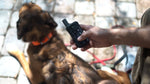 combo electric dog fence remote training collar