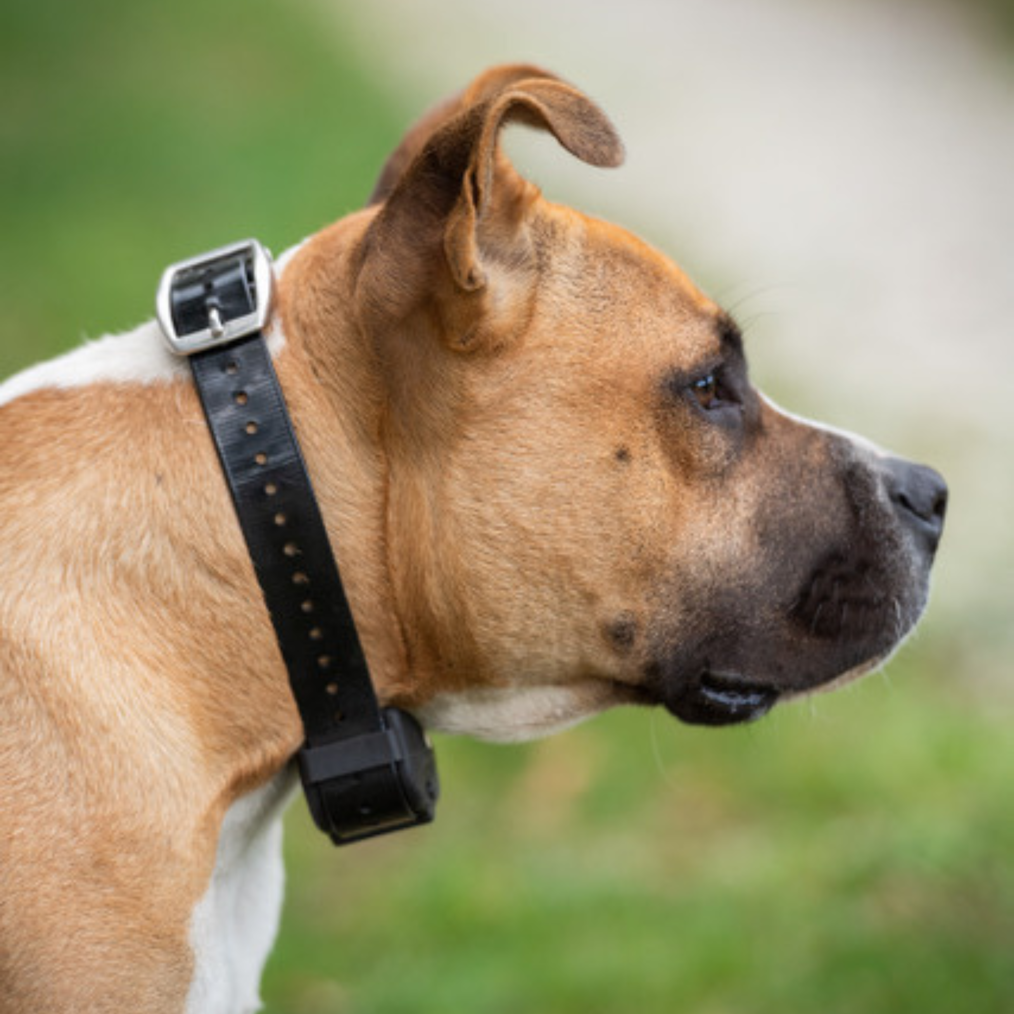 Electric fence dog collar replacement outlet