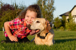 waterproof rechargeable electric dog fence system