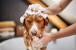 dog shampoo conditioner