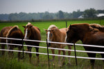 polytape electric fence