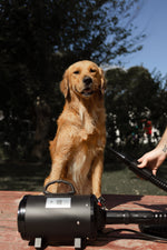 2800w professional dog grooming hairdryer blower