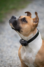 electronic collar deluxe electric dog fence system