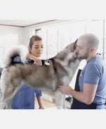 new 350w electric dog clipper grooming shears